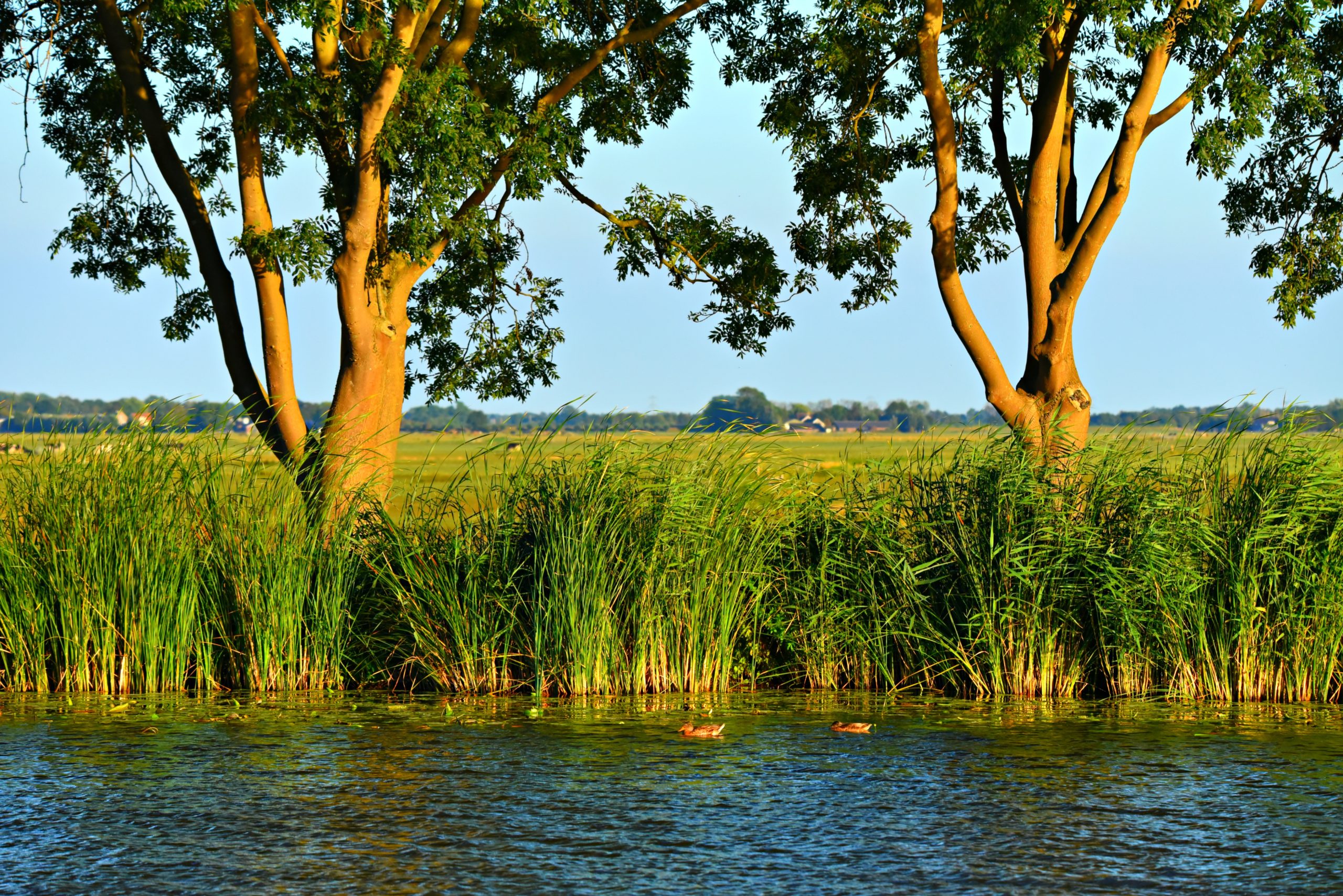 een foto van de zij aanzicht van een oever met bomen